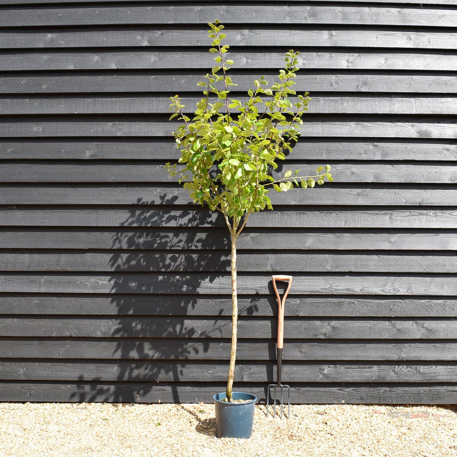 Plum tree 'Oullins Gage' | Prunus domestica - 150-160cm - 10lt