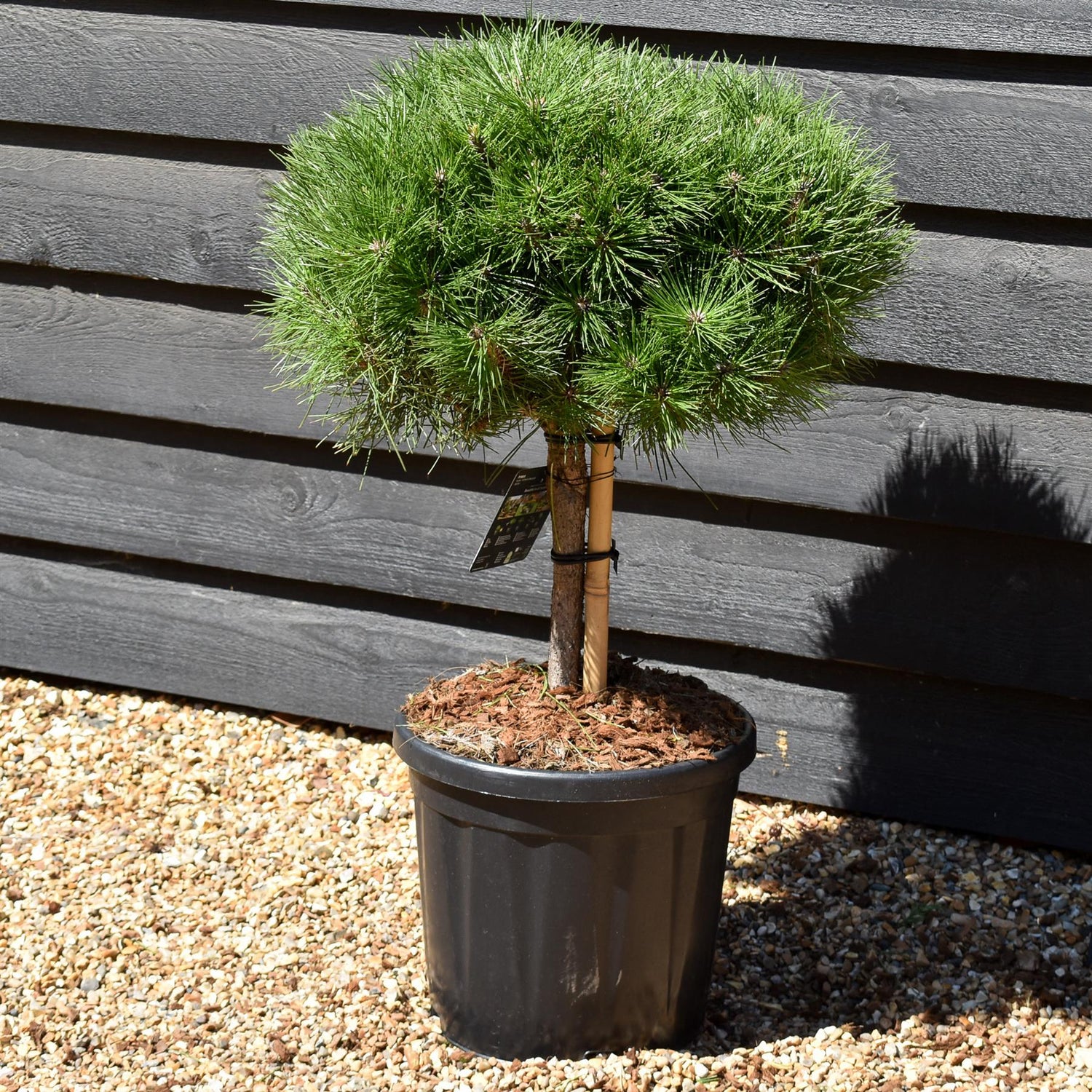 Pinus Nigra 'Brepo' | Dwarf Austrian Pine - Height 40cm-50cm - Width 40cm-50cm - 15lt