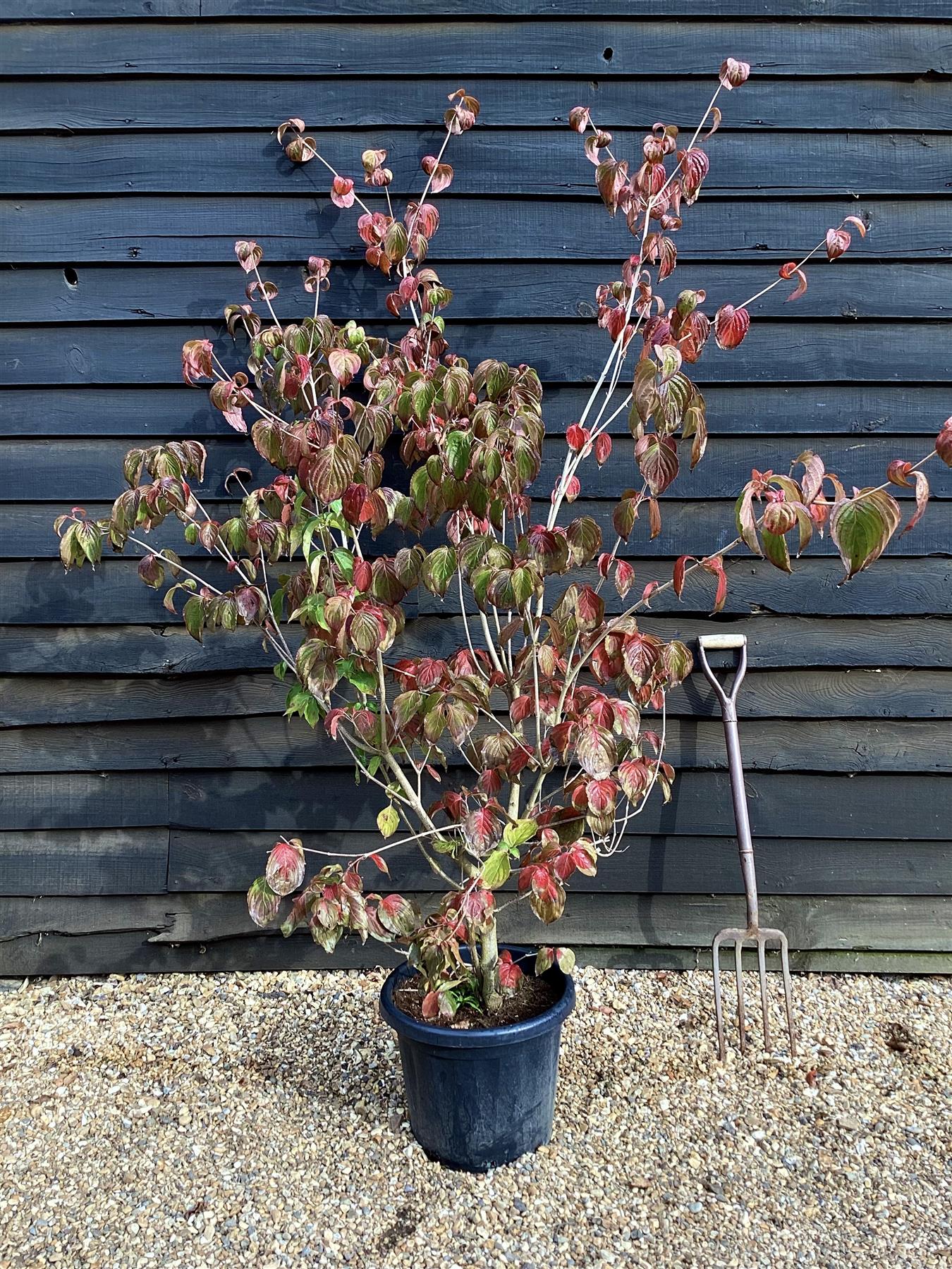 Cornus kousa 'Miss Satomi' Japanese Dogwood - Height 140-150cm - 30lt