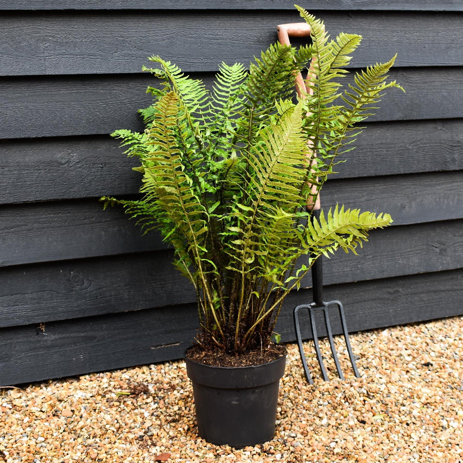 Dryopteris atrata | Black Fern - Ferns - Perennial 7lt