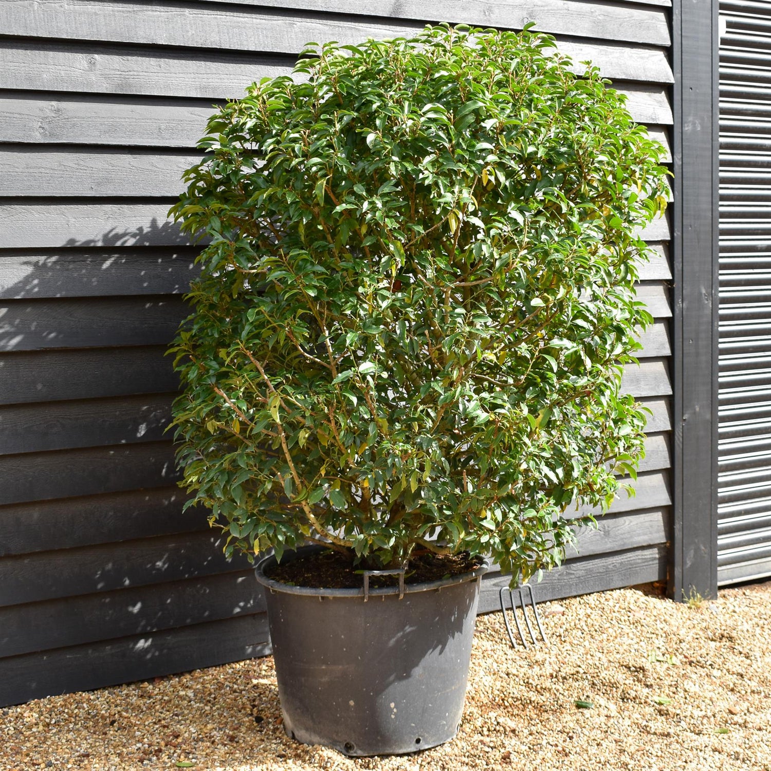 Portuguese Laurel | Prunus lusitanica 'Angustifolia'  - Bushy - Height 160-170cm - Width 110-120cm - 130lt