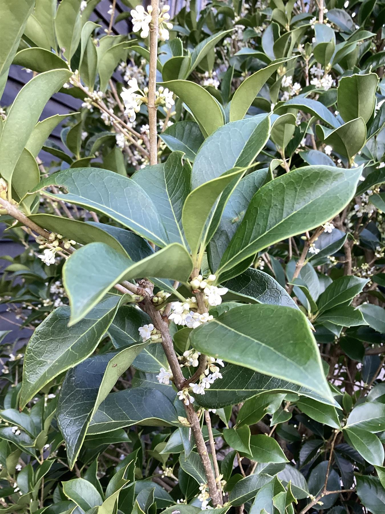 Osmanthus 'Fungo' | Fragrant Tea Olive - 250cm, 110lt