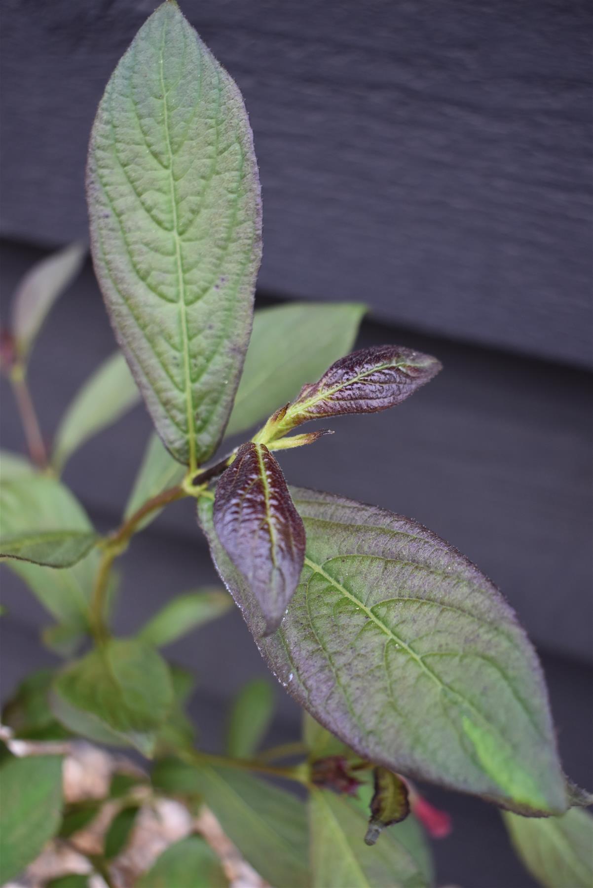 Weigela 'Camouflage' - 30-60cm - 5lt