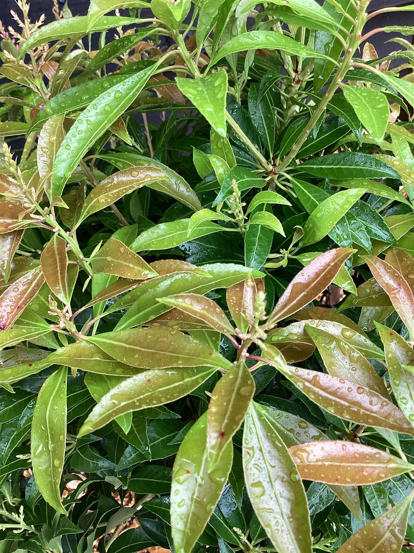 Pieris japonica 'Scarlett O'Hara' - 55-60cm, 5lt