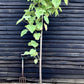 Paulownia tomentosa - Girth 12-14cm