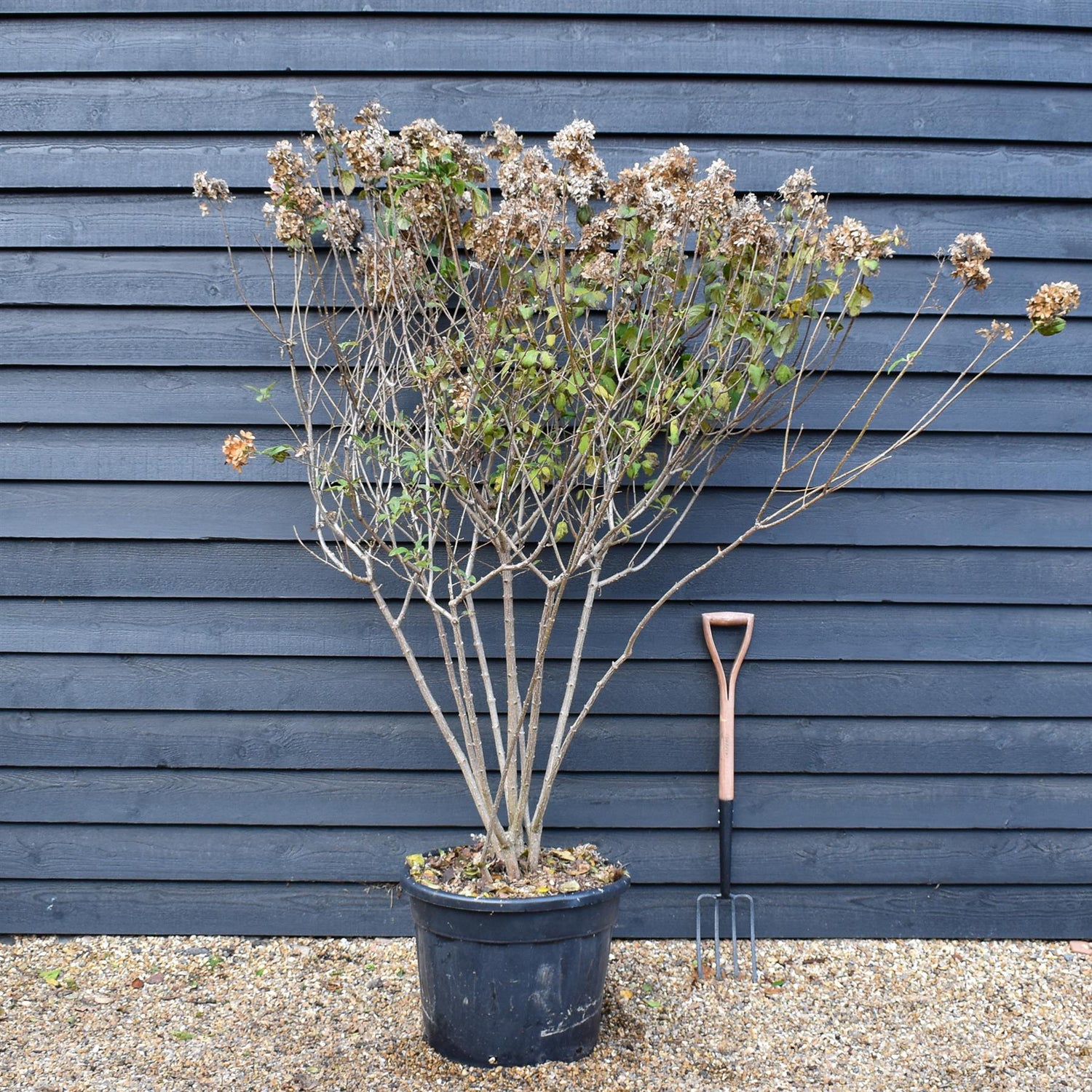 Hydrangea paniculata 'Limelight' - Large Shrub - Height 180-170cm - 70lt