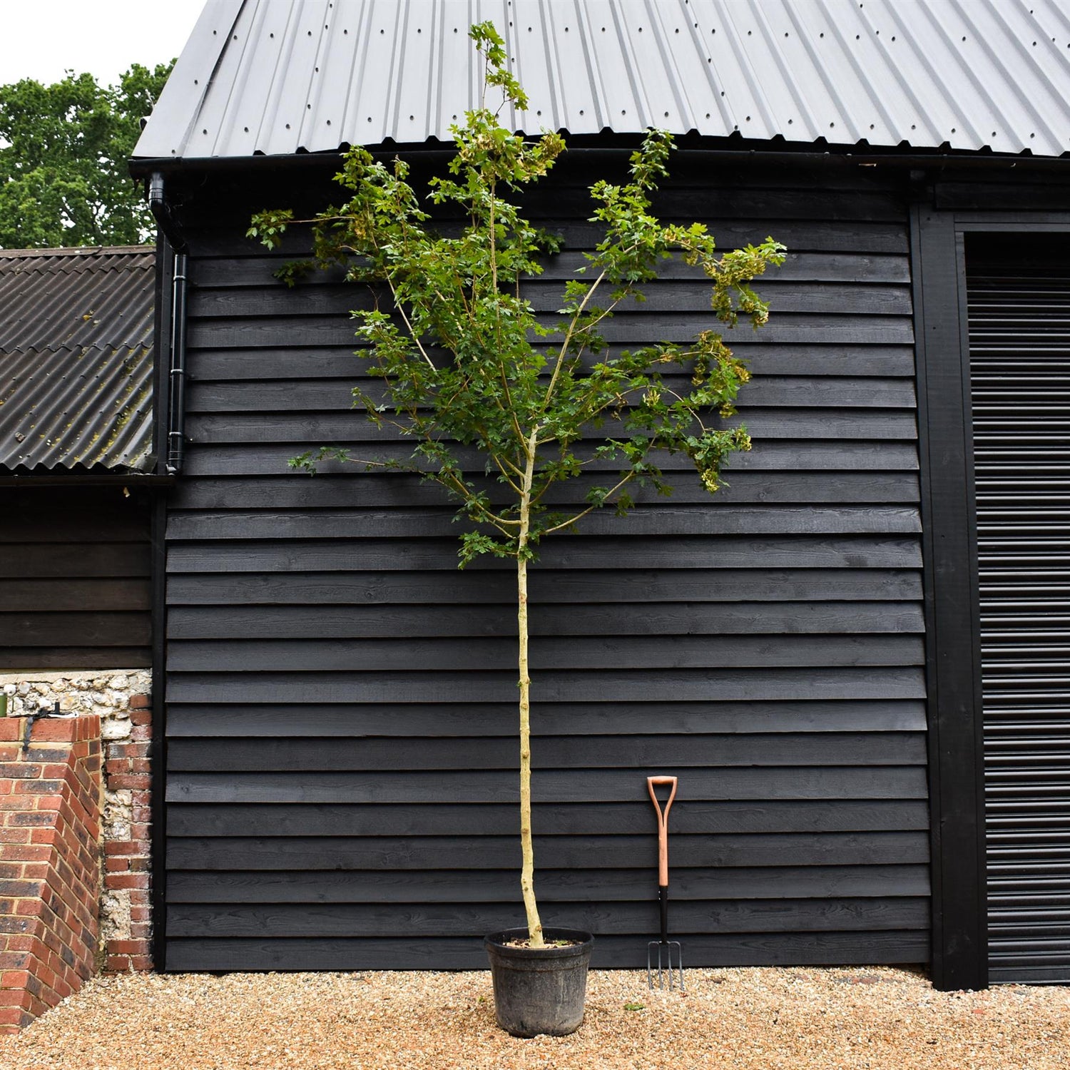 Field Maple | Acer campestre - Height 300-350cm - Girth 12-14cm - 30-50lt