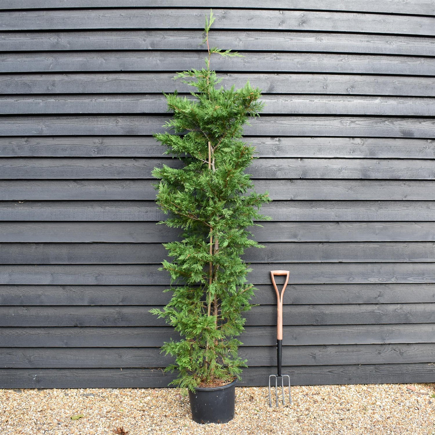 Cupressocyparis x leylandii - 150-160cm - 20lt