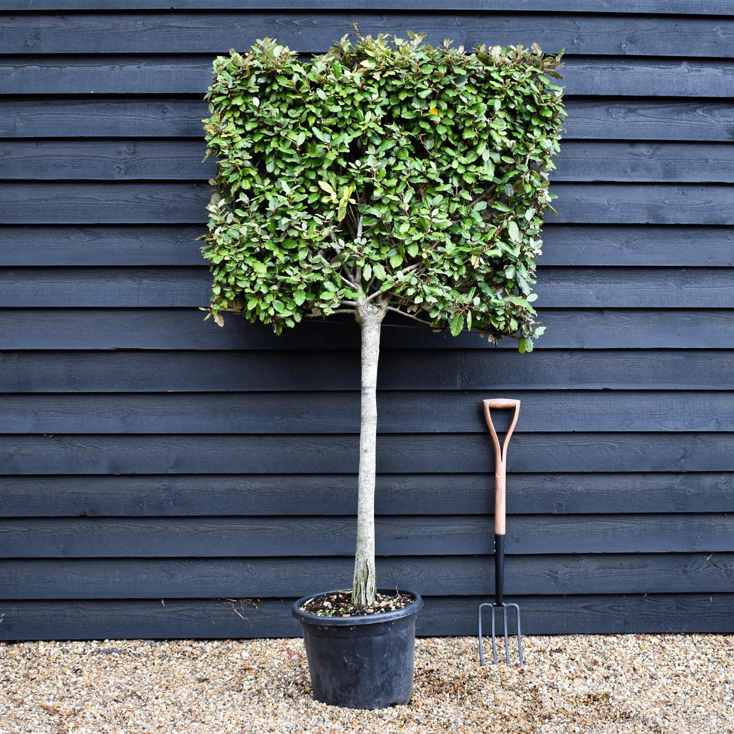 Elaeagnus ebbingei | Ebbing's Silverberry - Metal Frame - 90-110cm, 35lt