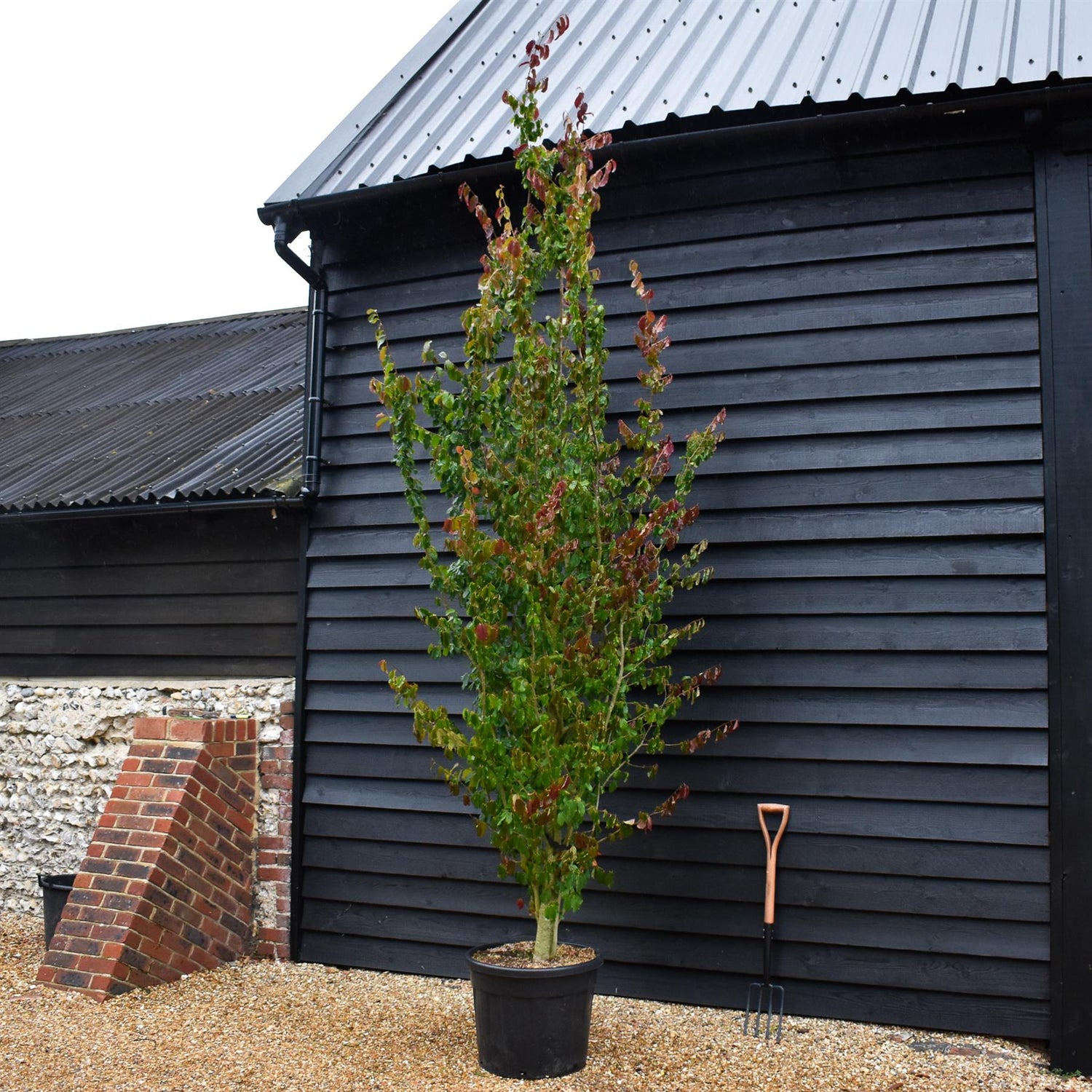 Persian Ironwood | Parrotia persica - Bushy, semi-mature - Height 330-350cm - 70lt