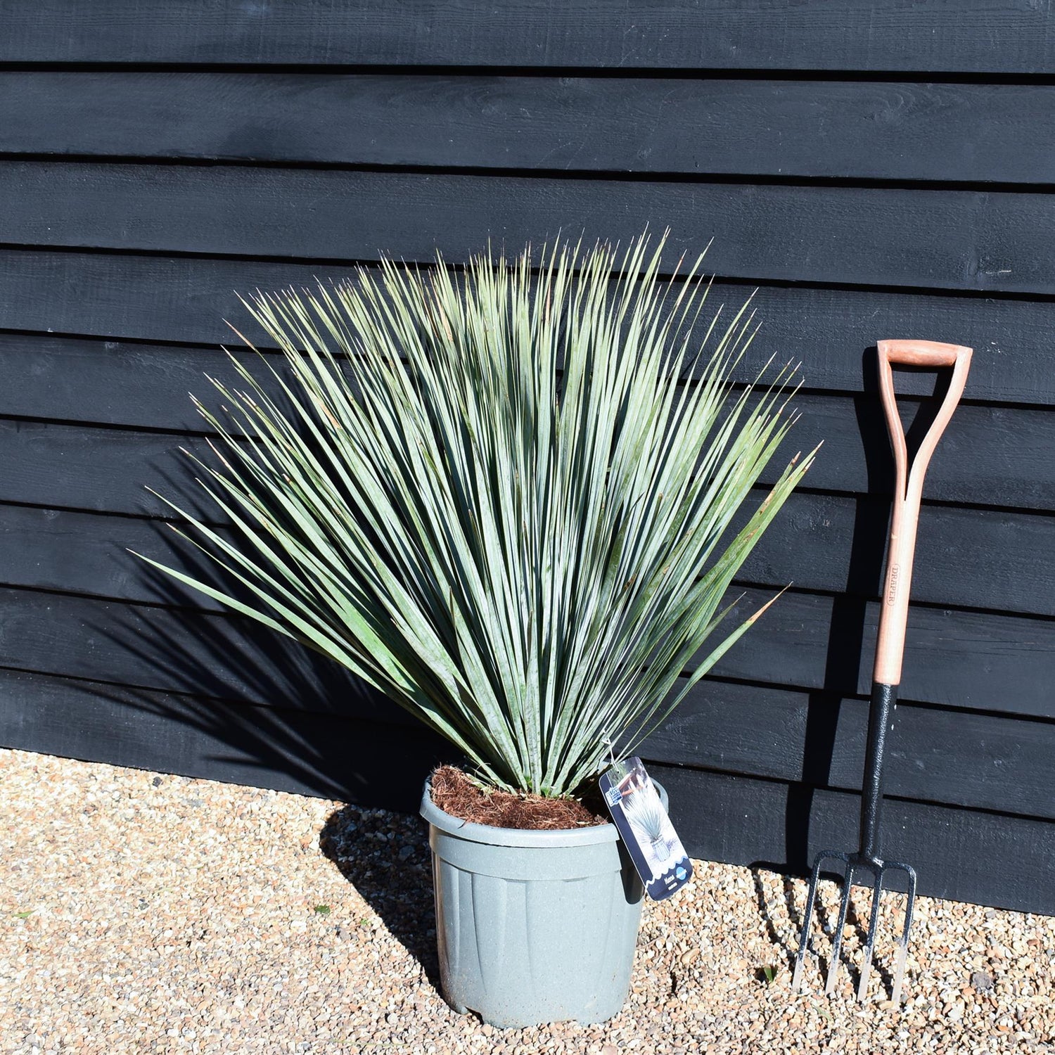 Yucca rostrata | Blue Beaked Yucca - Height 70-90cm - 20lt