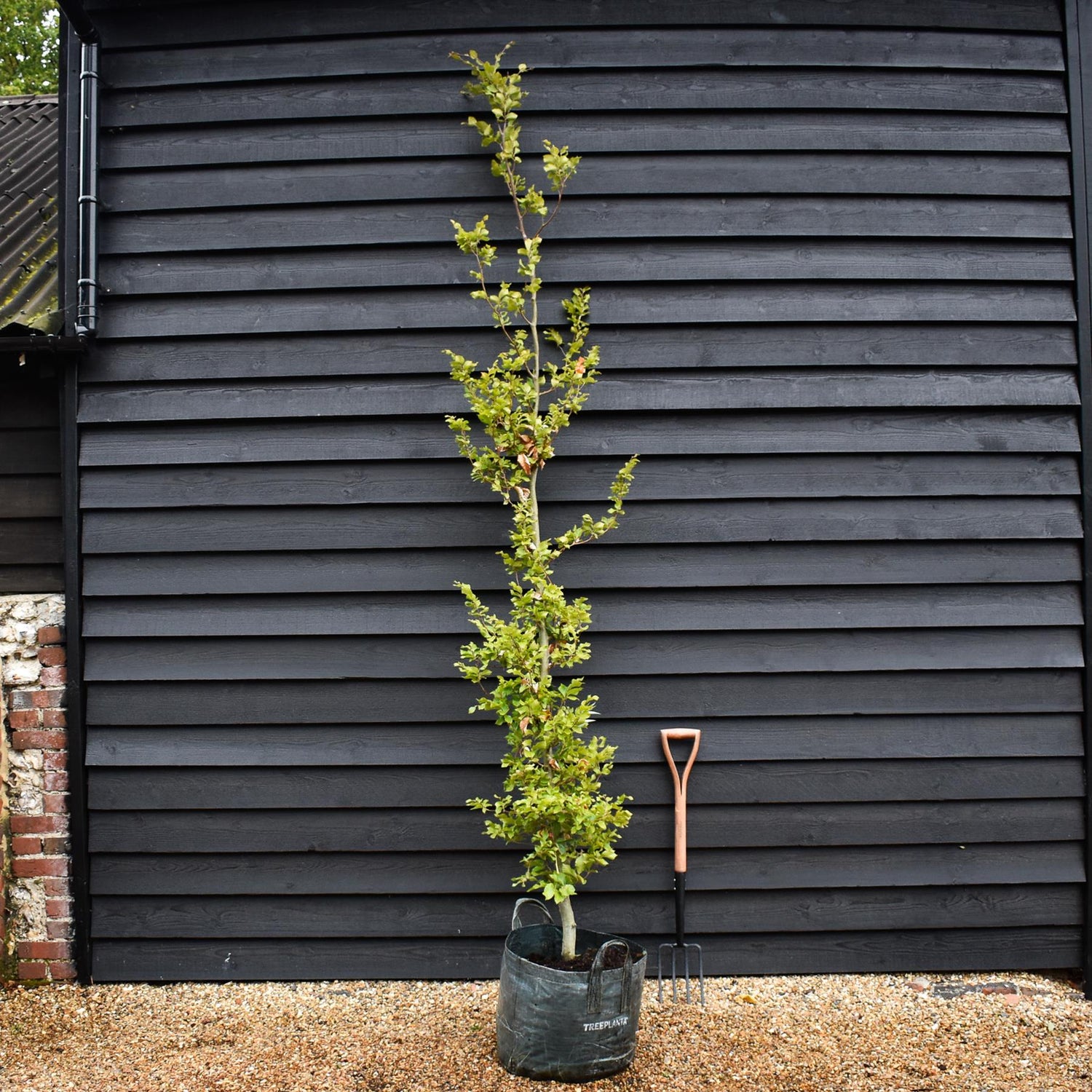 Fagus Sylvatica |  Fagus sylvatica - Girth 8-10cm - Height 250-280cm - 45lt
