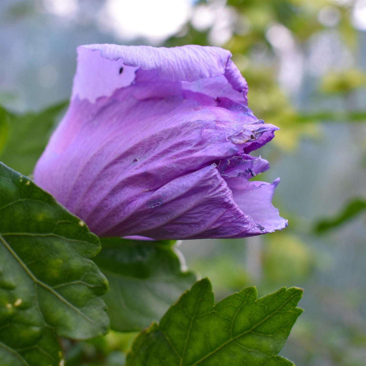 Hibiscus Tree 1/2 std | Rose of Sharon Clear Stem - 200-250cm, 30lt