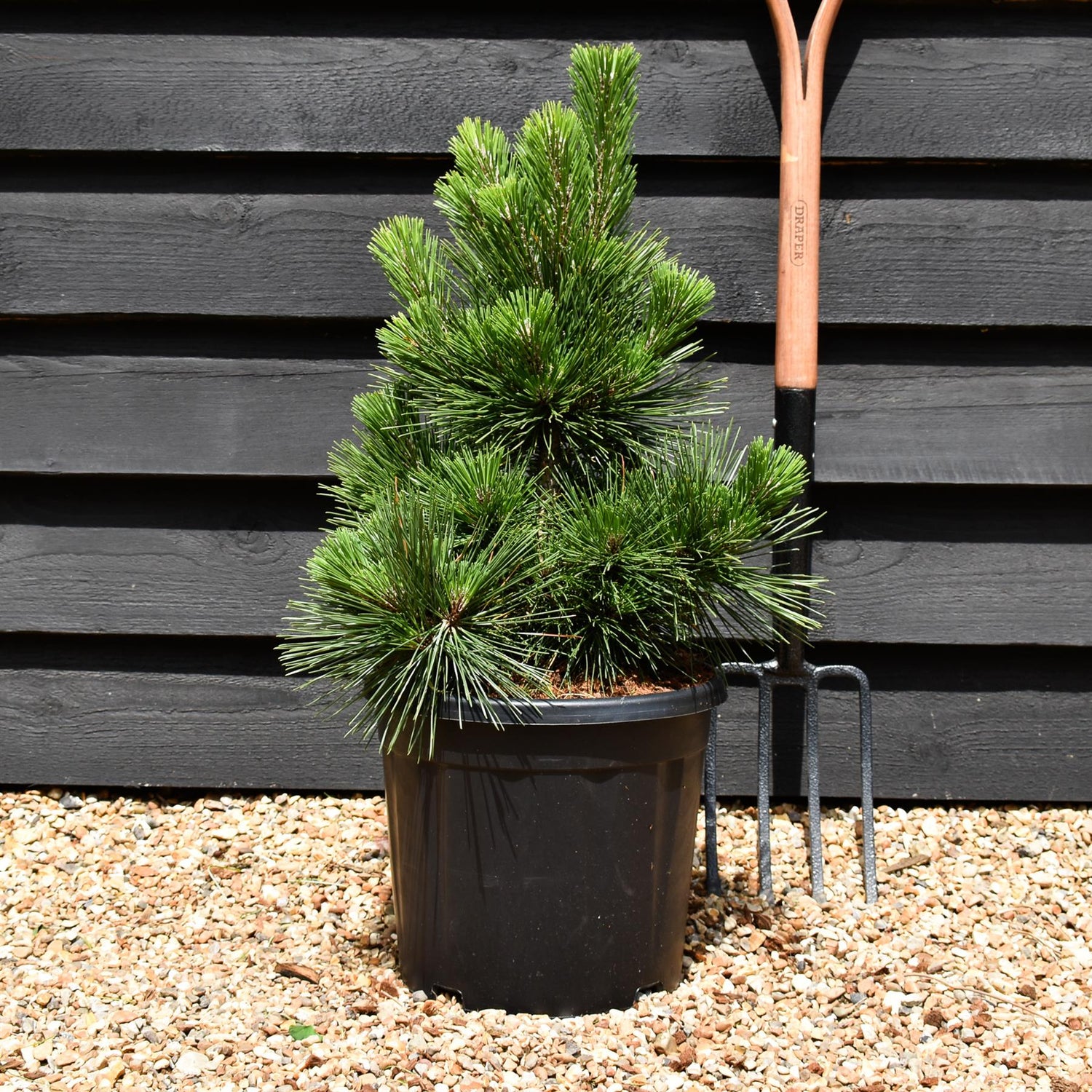 Pinus thunbergii 'Thunderhead' - Height 60-70cm - Width 30-40cm - 15lt