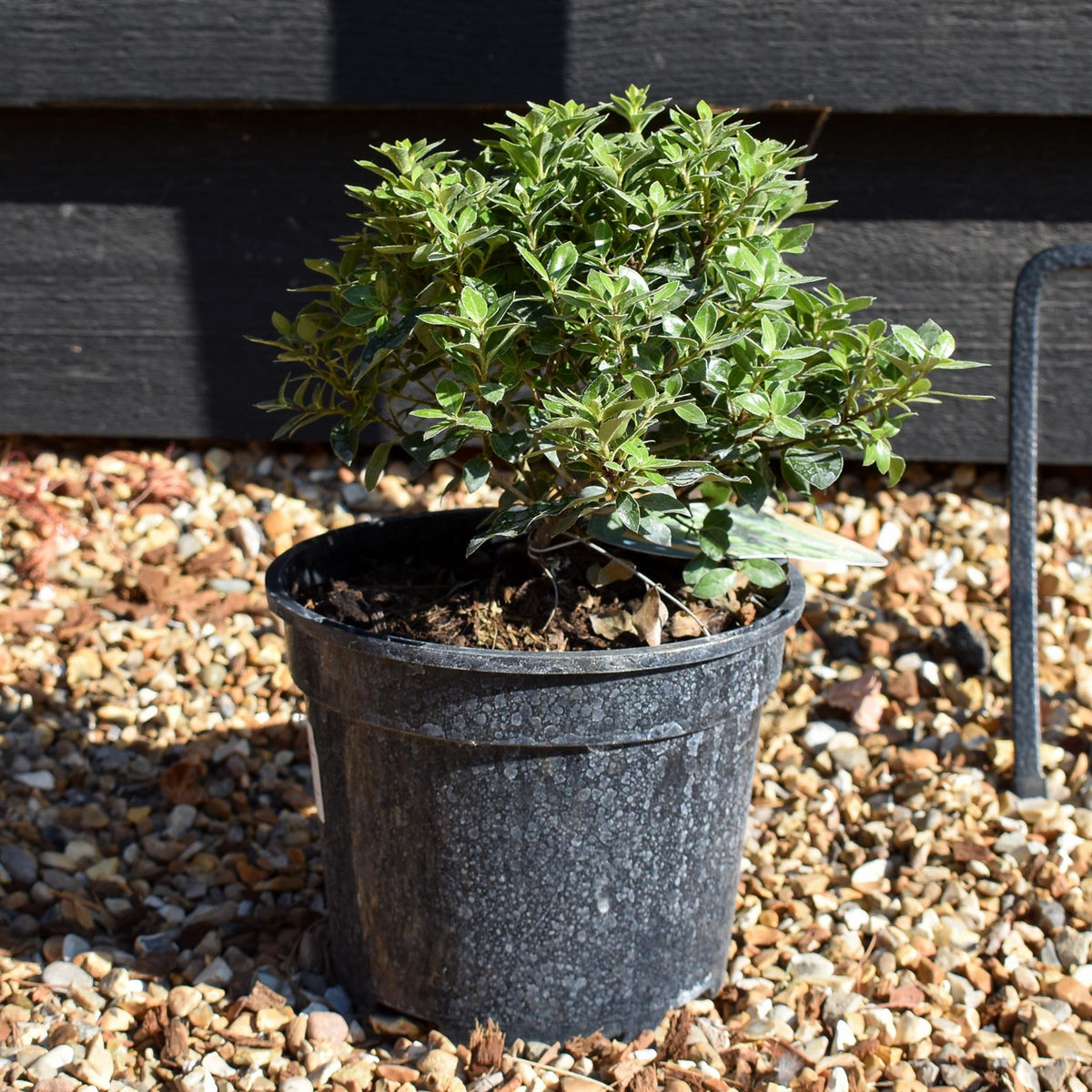Pittosporum tenuifolium 'Beach Ball' - 15-25cm - 3lt
