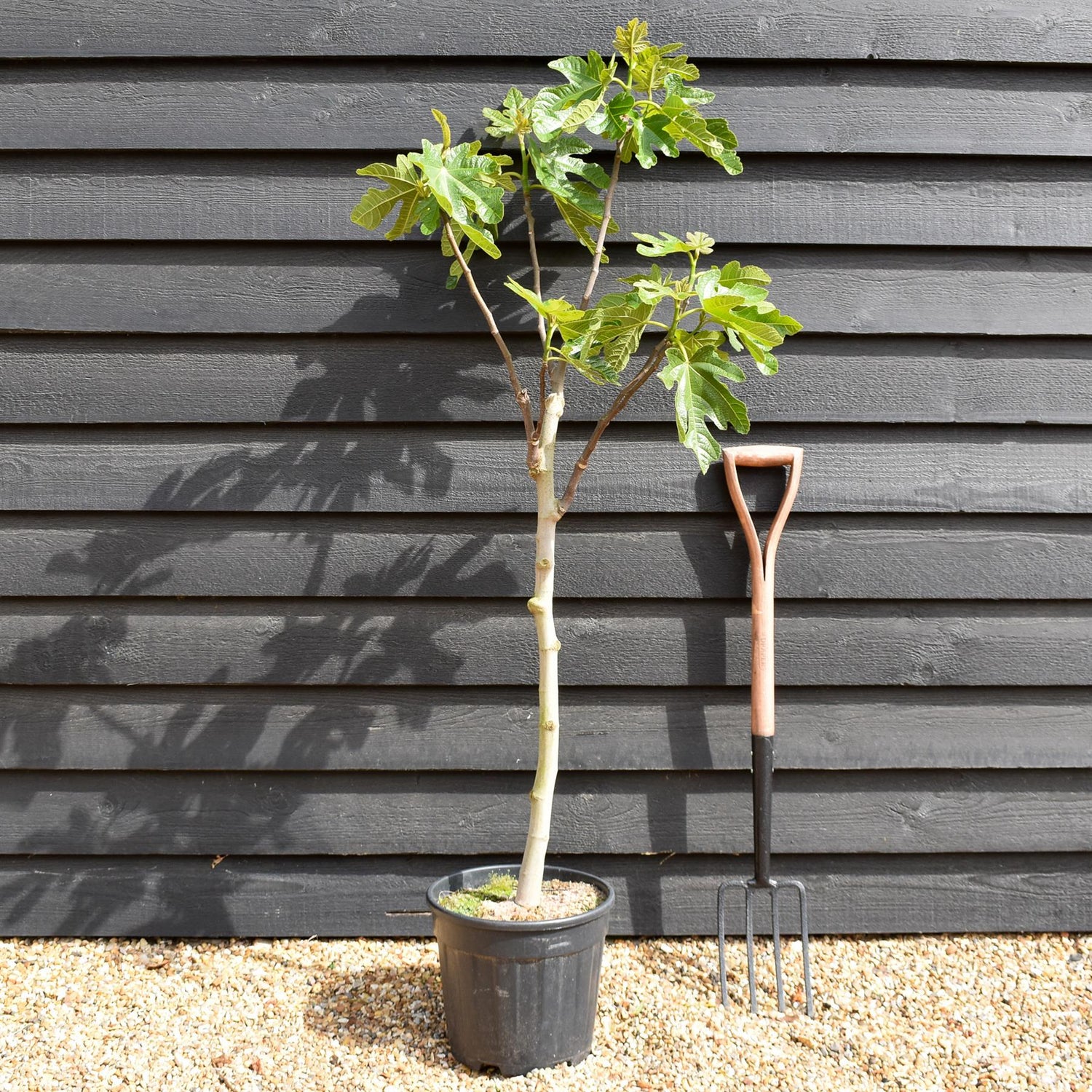Fig | Ficus carica 'Brown Turkey' - Clear Stem 65-75cm - Height 130-140cm - 15lt