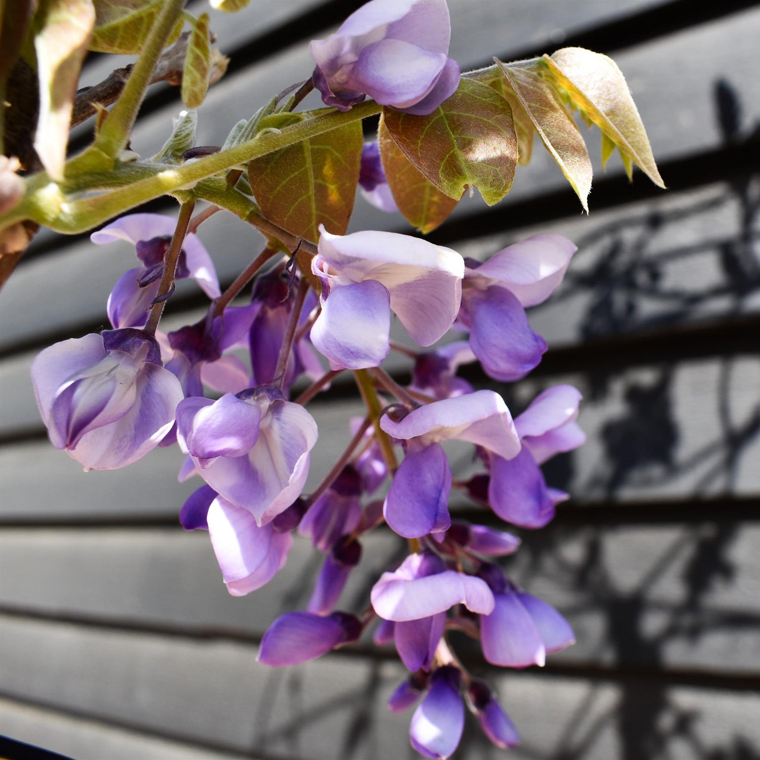 Wisteria 'Iko yama Fuli' -Umbrella - Roof Espalier Clear Stem 170cm - Height 200cm - 45lt