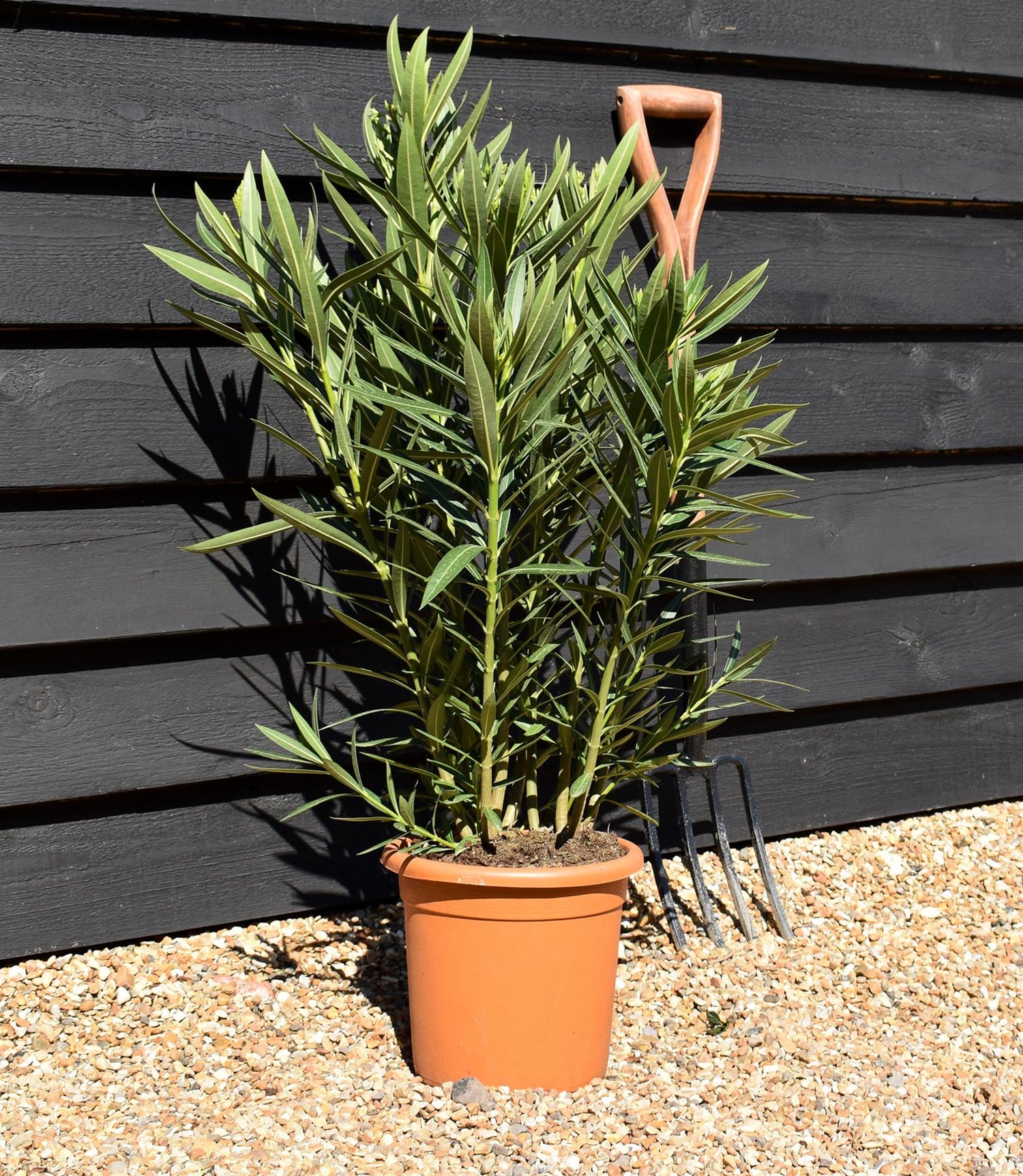 Nerium oleander - White - 80cm - 7lt