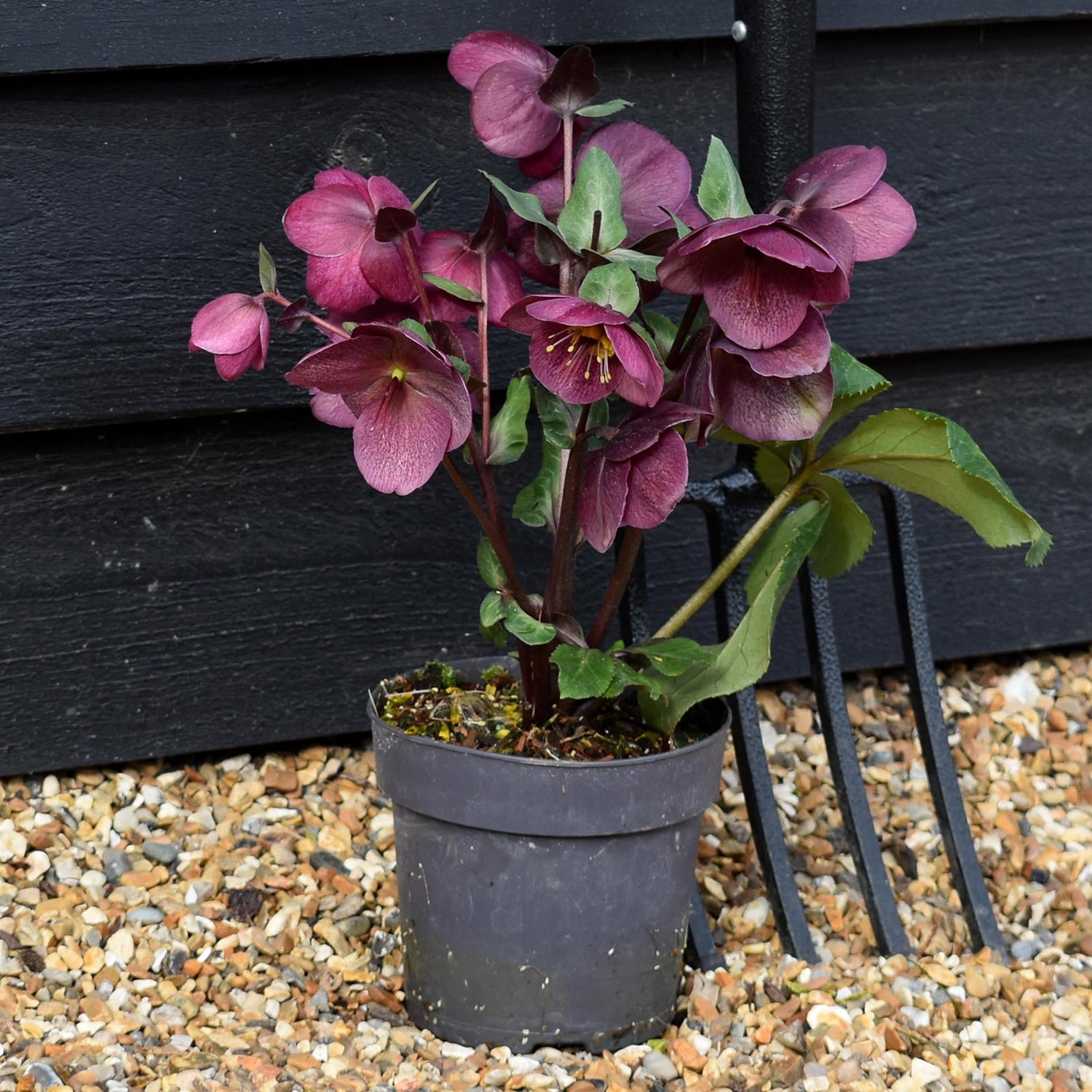 Helleborus 'Charmer' - Perennial - Height 40-50cm - 2lt