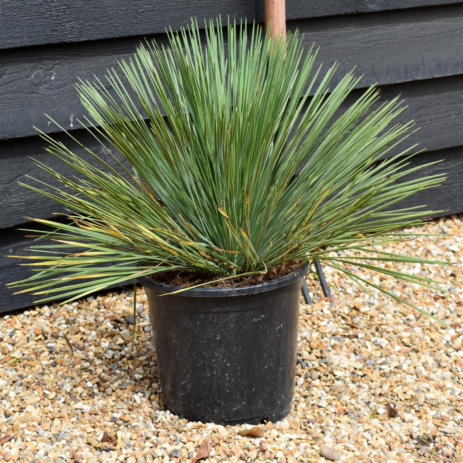 Yucca filamentosa 'Linearifolia' - Height 40cm - 10lt