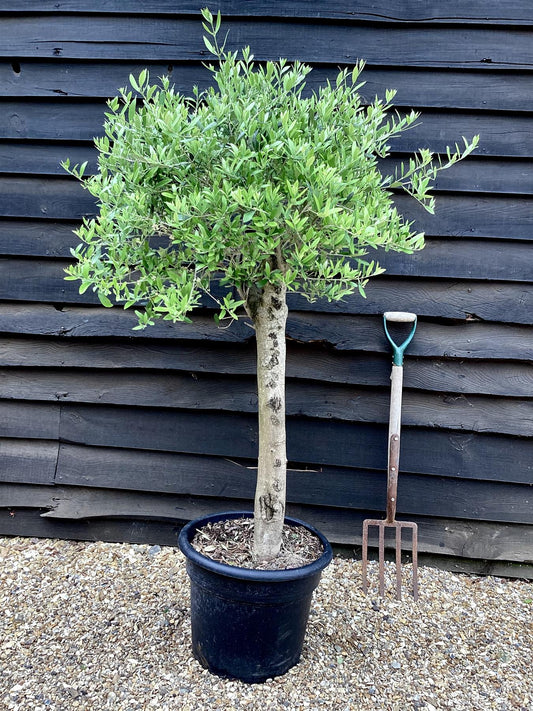 Olive Tree | Olea Europea 1/2 Std - 100-110cm, 45lt