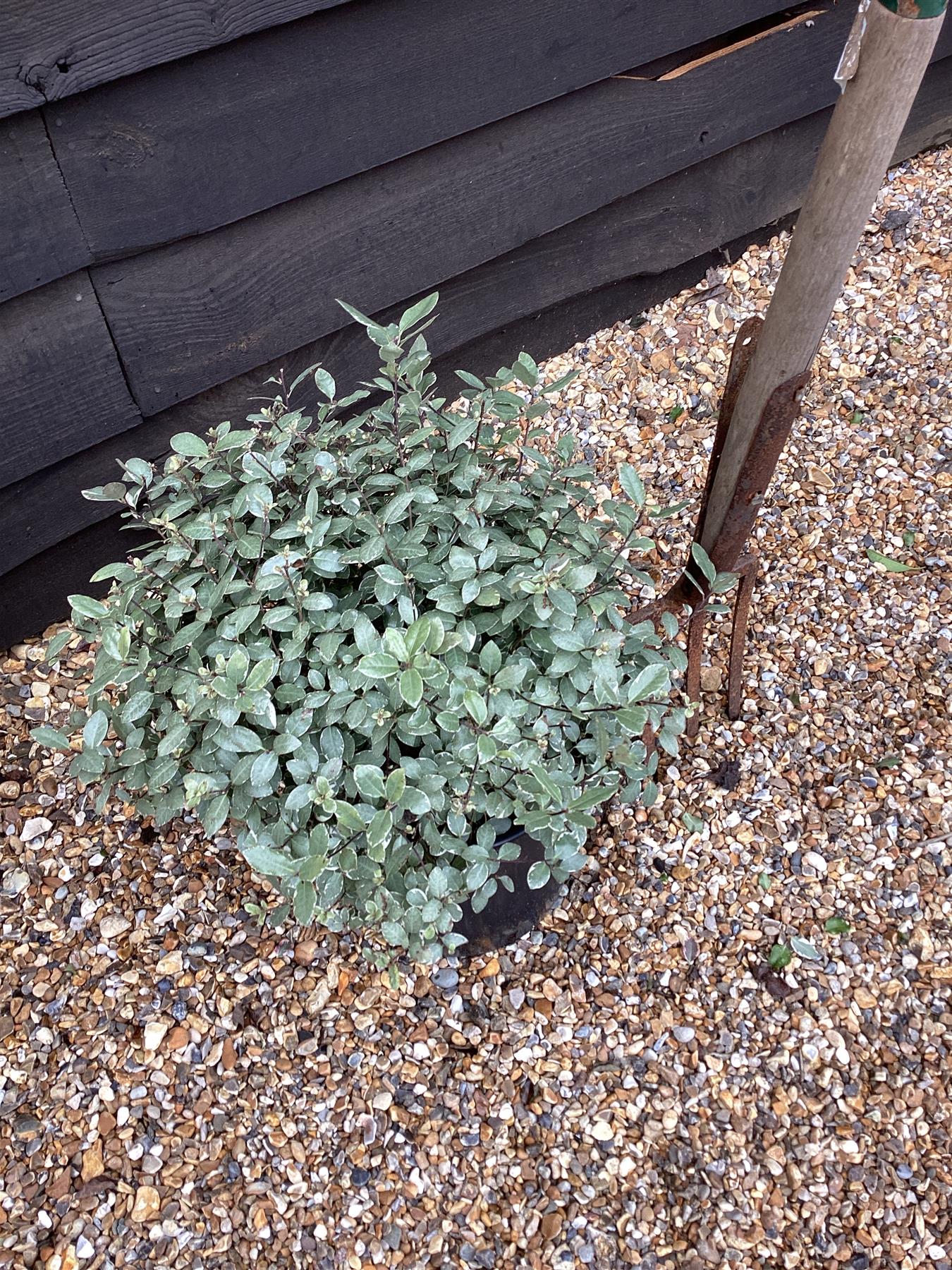 Pittosporum tenuifolium 'Silver Ball' - 40-50cm - 12lt