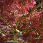 Acer palmatum 'Atropurpureum' | Purple Japanese maple - Girth 18cm - 200-220cm - 130lt