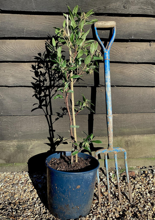 Arbutus Unedo Compacta | Strawberry Tree - Shrub - 90-110cm - 12lt