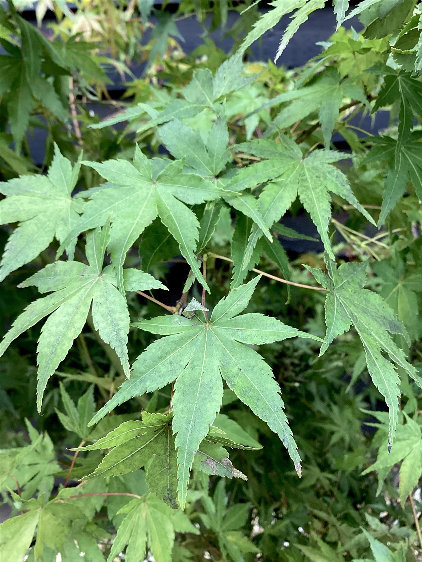 Acer palmatum - Green | Japanese Maple - Very Bushy - 150-180cm - 35lt