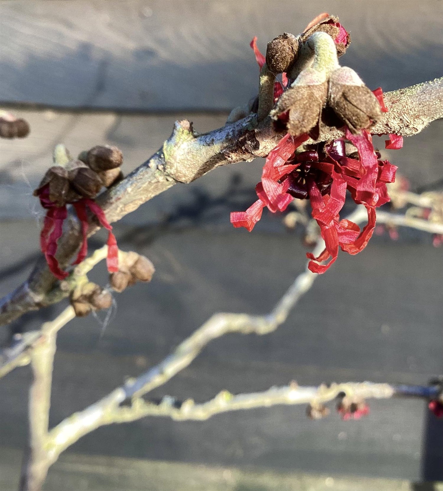 Hamamelis Intermedia 'Diane' - 50-60cm, 10lt