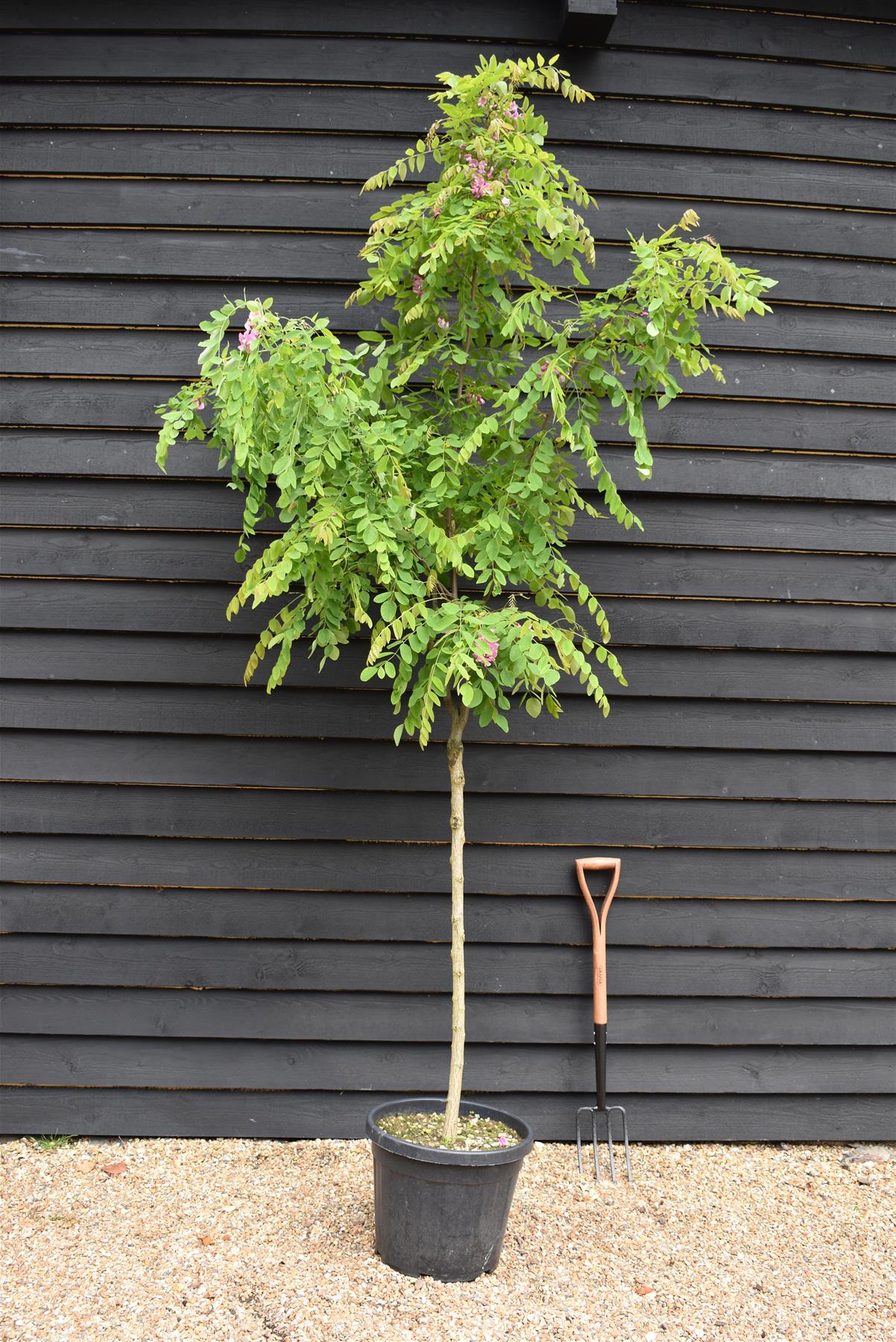 Robinia x margaretta 'Pink Cascade' | Height 300cm - Girth 8-10cm - Clear Stem - 35lt