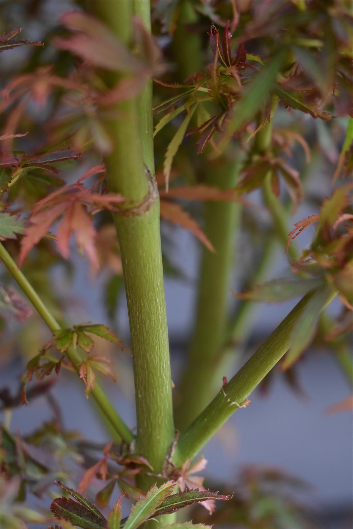 Acer palmatum 'Jerre Schwartz' | Japanese maple 'Jerre Schwartz' - Bushy - 110-140cm - 15lt