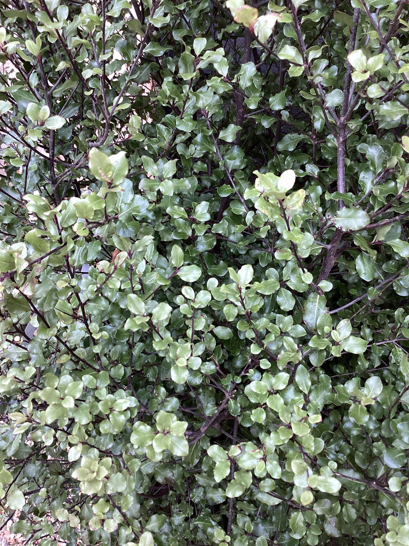 Pittosporum tenuifolium 'Cratus' | Kohuhu - 100-120cm - 25lt