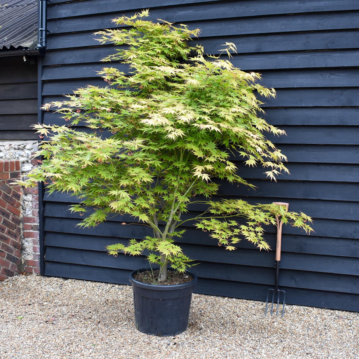 Acer palmatum 'Kogane Nishiki' | Japanese maple Golden Brocade - Height 200-220cm - 70lt