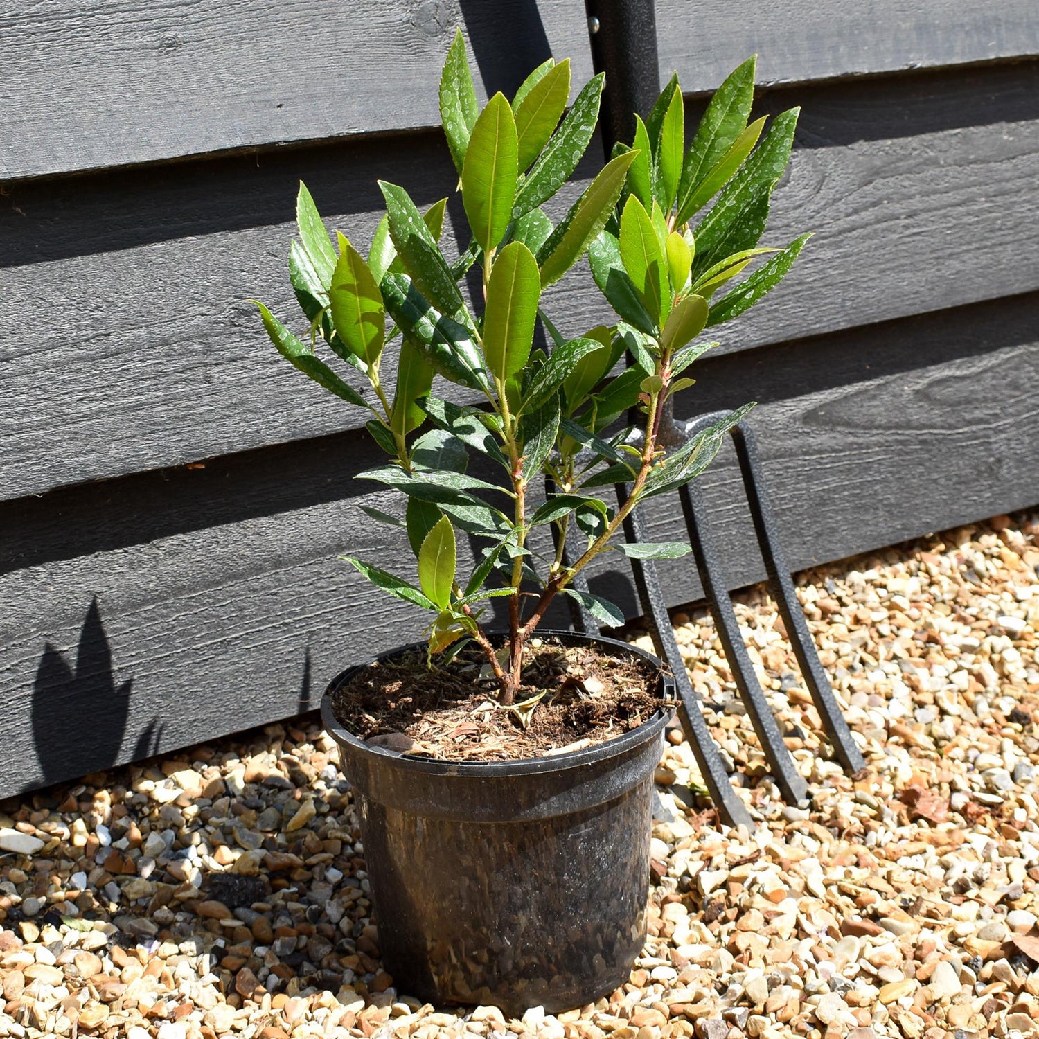 Arbutus Unedo Compacta | Strawberry Tree - Shrub - 20-30cm - 3lt