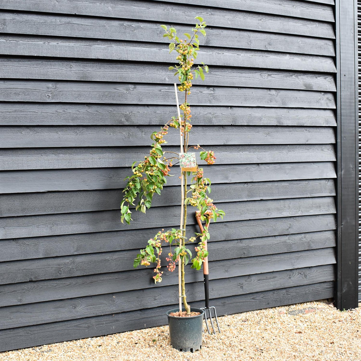 Malus 'Evereste' | Crab Apple Tree, Clear Stem - Height 160-200cm - 10lt