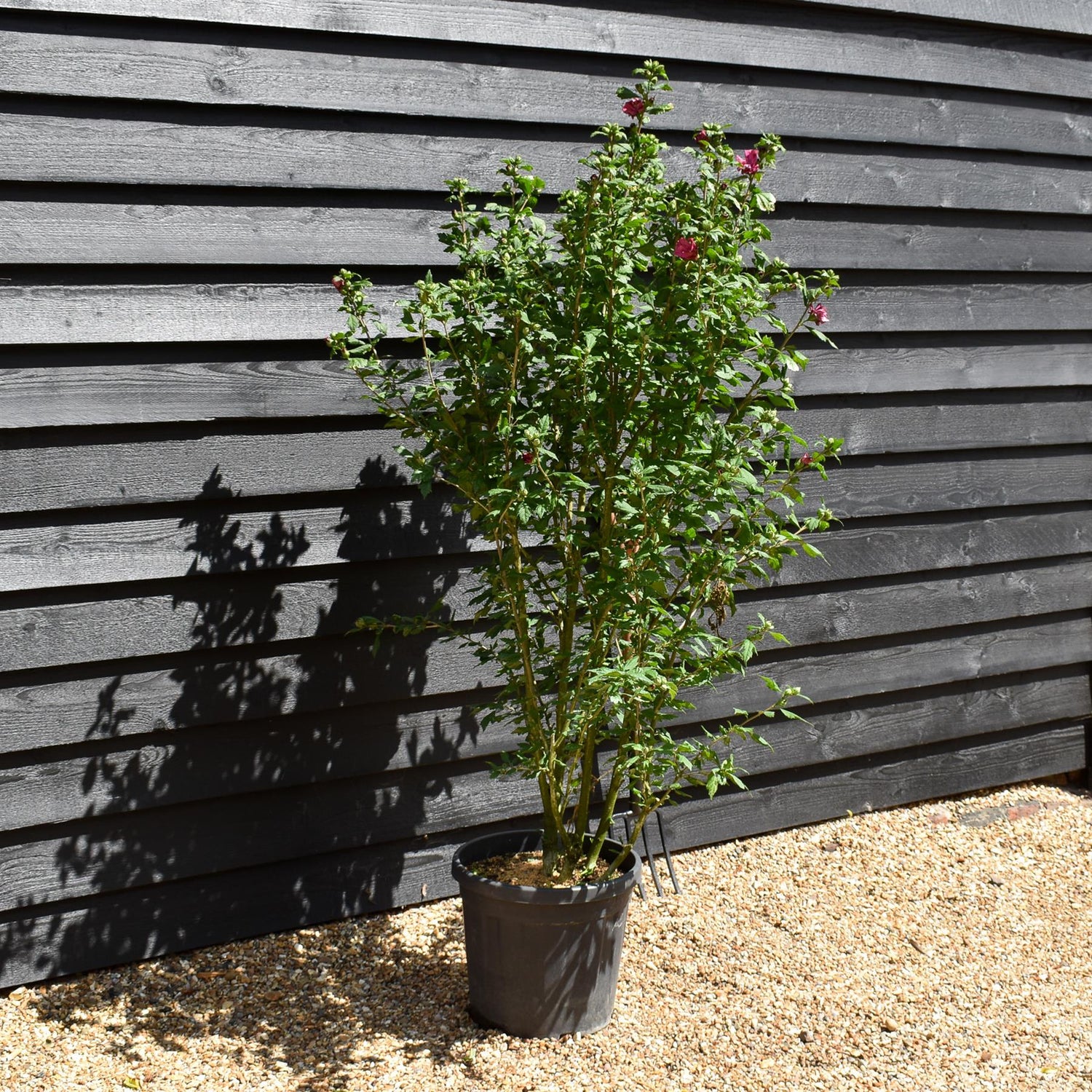 Hibiscus syriacus  'Duc de Brabant' - Red-Pink - Height 120-150cm - 25lt