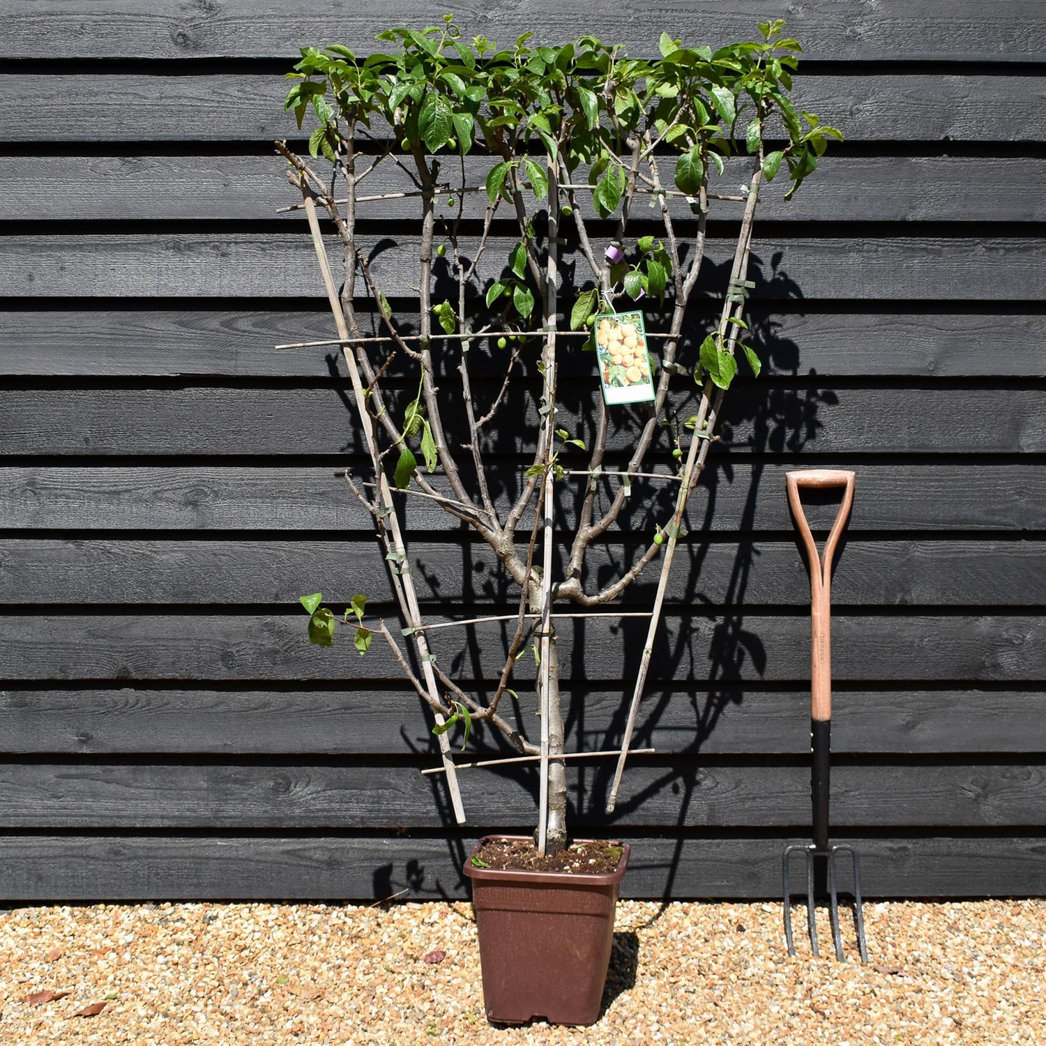 Plum 'Regina Claudia Gialla' - Prunus domestica - Frame - Height 130-140cm - 15lt