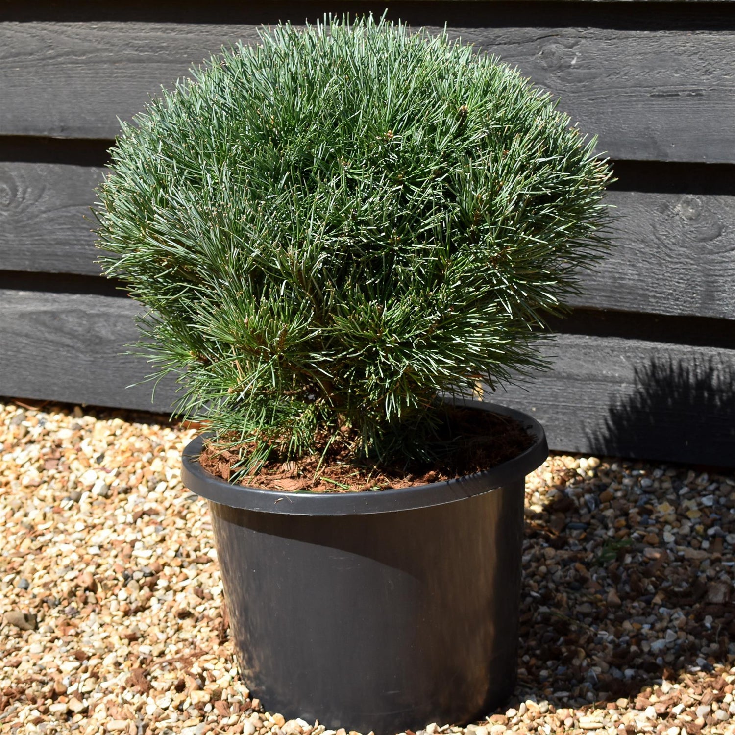 Pinus sylvestris 'Watereri' | Scots pine - Height 30cm-40cm - Width 40cm-50cm - 15lt