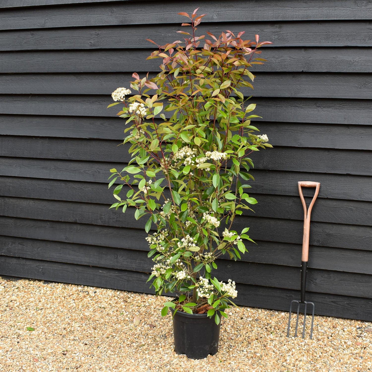 Photinia fraseri Red Robin - Bush - Height 150-200 - 18lt