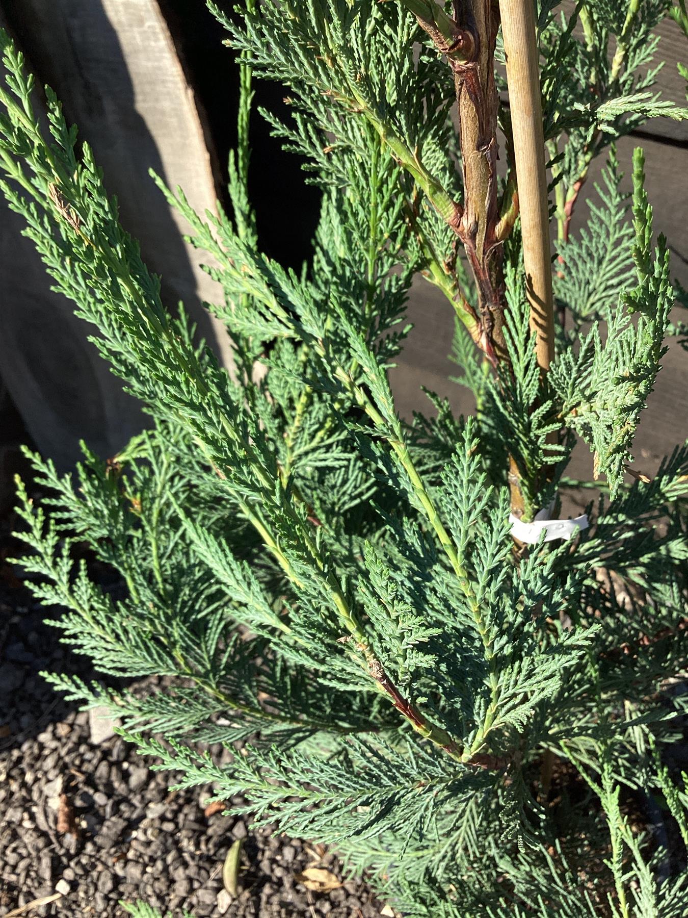 Leyland Cypress - 100-130cm, 25lt