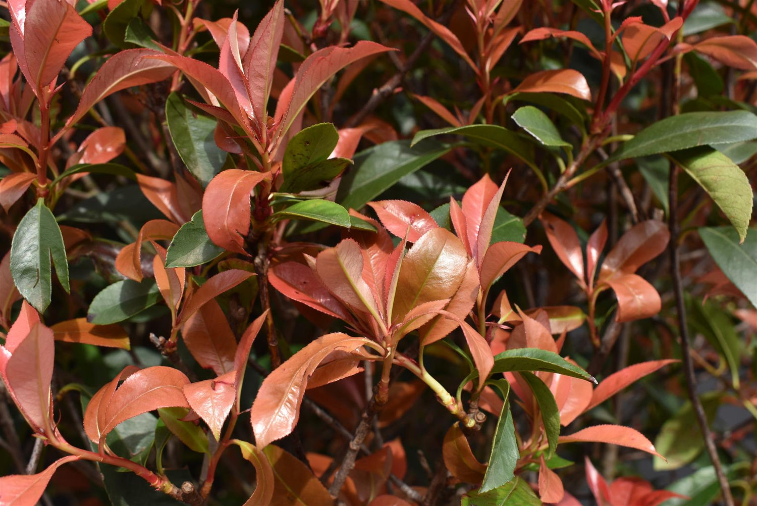 Photinia Red Robin | Christmas berry Ball - Height 80cm - Width 90cm - 70lt