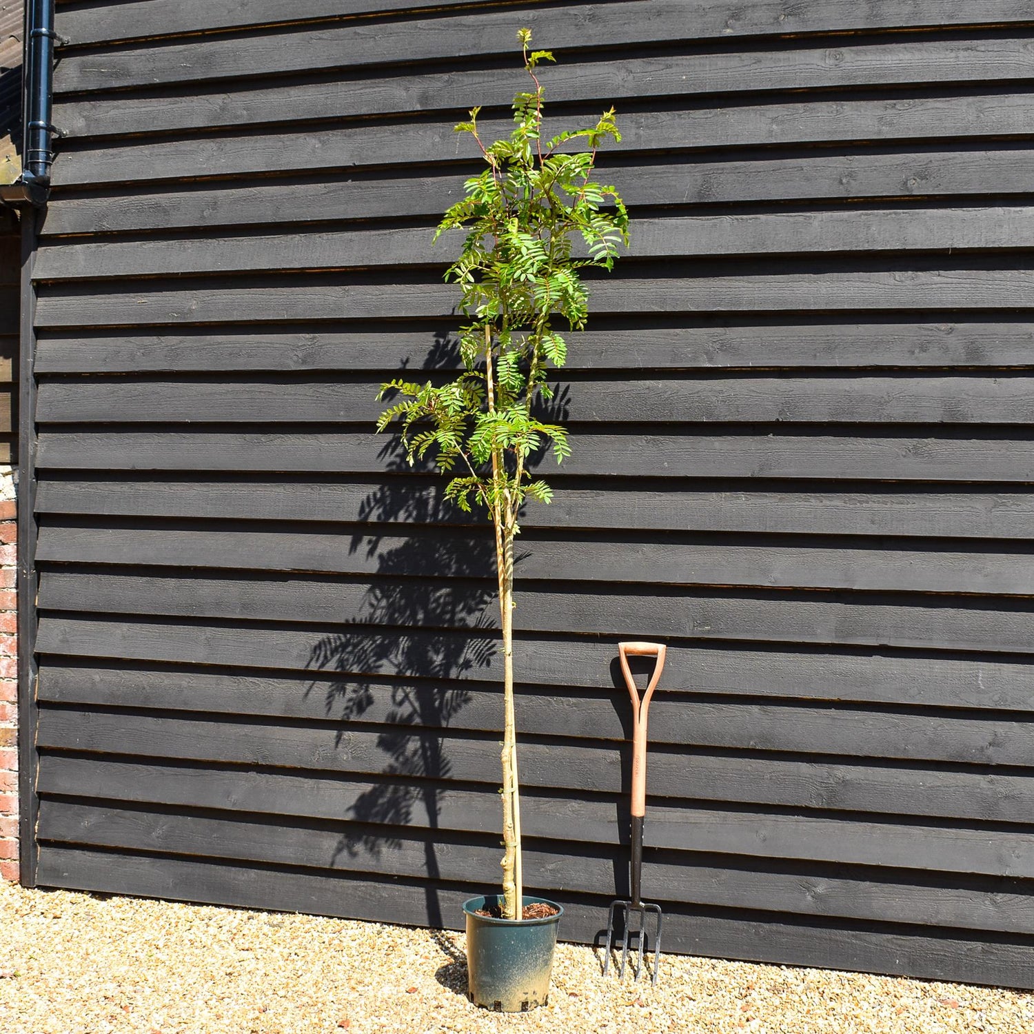 Sorbus 'Joseph Rock' | Mountain Ash 'Joseph Rock' - Height 180-220cm, 10lt