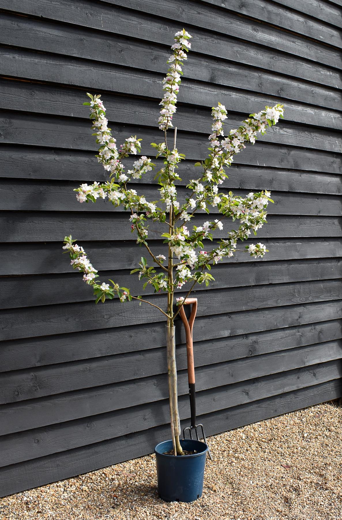 Crab apple | Malus Yellow Siberian - 160-180cm - 12lt