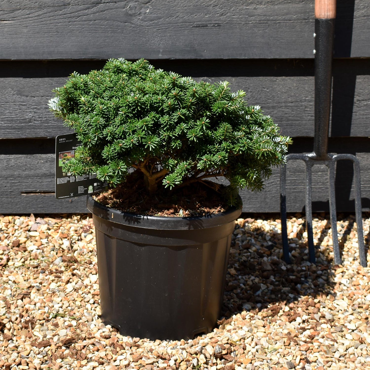 Abies koreana 'Brilliant'| Korean fir 'Brilliant' - Height 20-30cm - 10lt