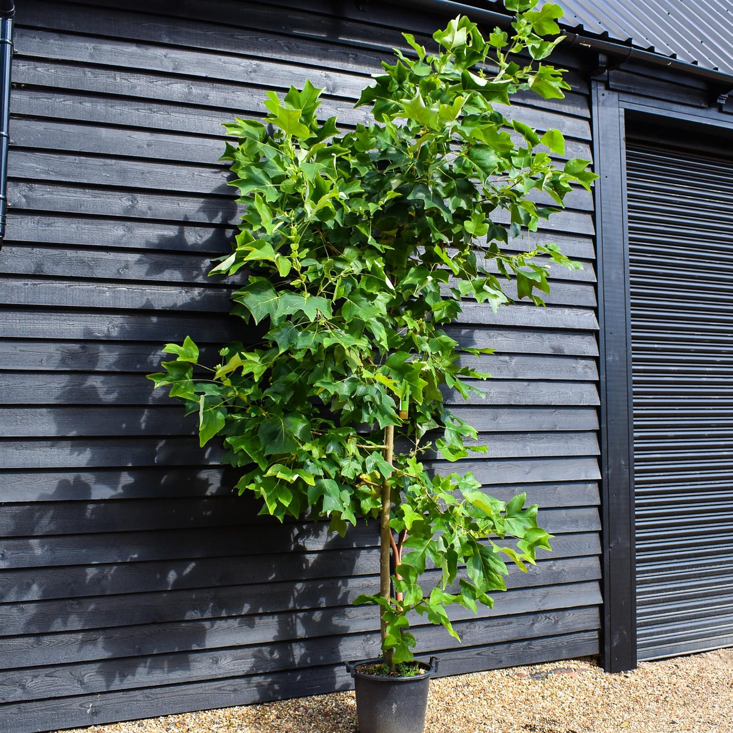 Liriodendron tulipifera | Tulip Tree - Height 220-250cm - Girth 10-12cm - 30lt