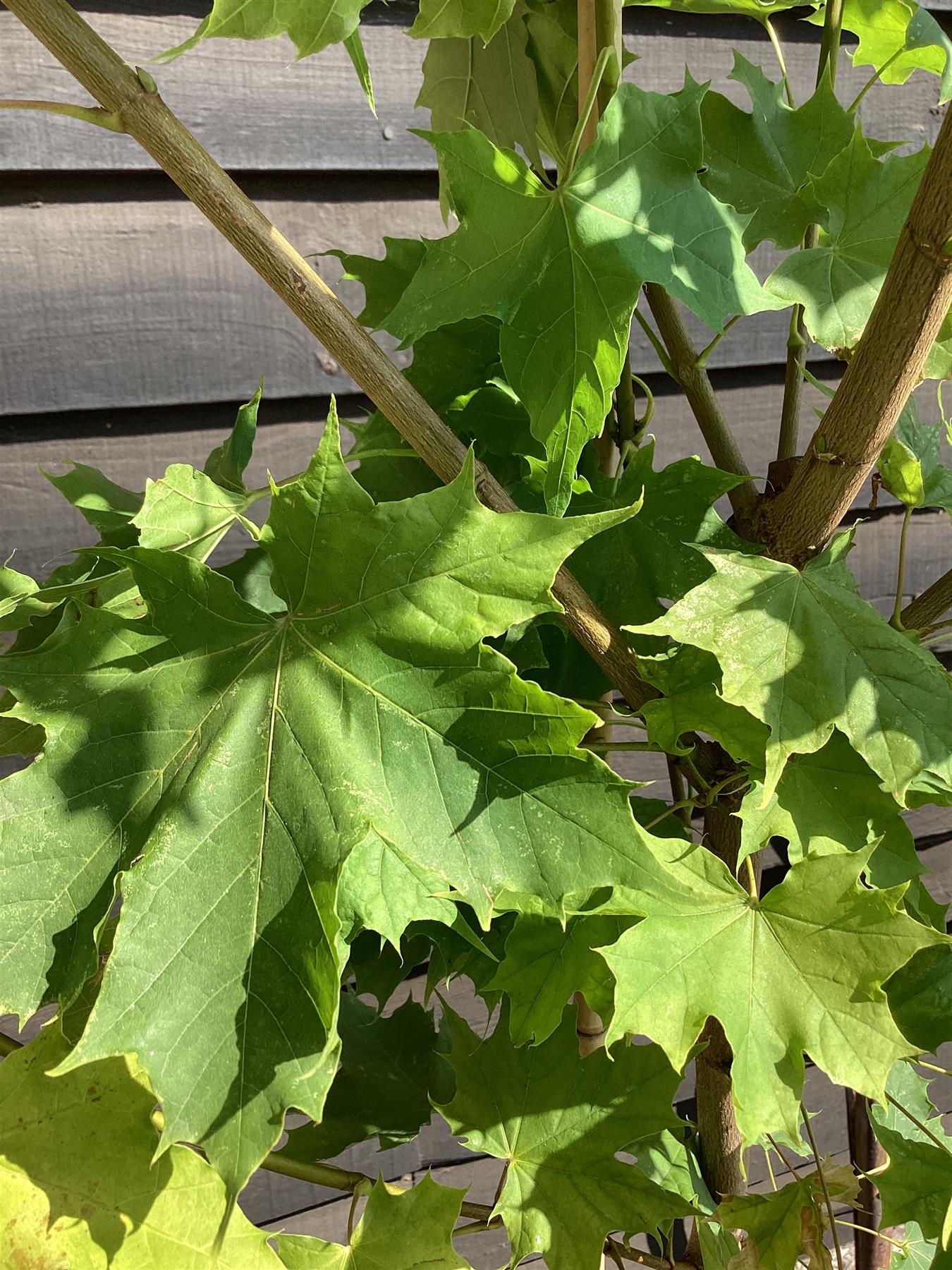 Acer Platanoides Princeton Gold | Norway maple, Height 210-250cm - 12lt
