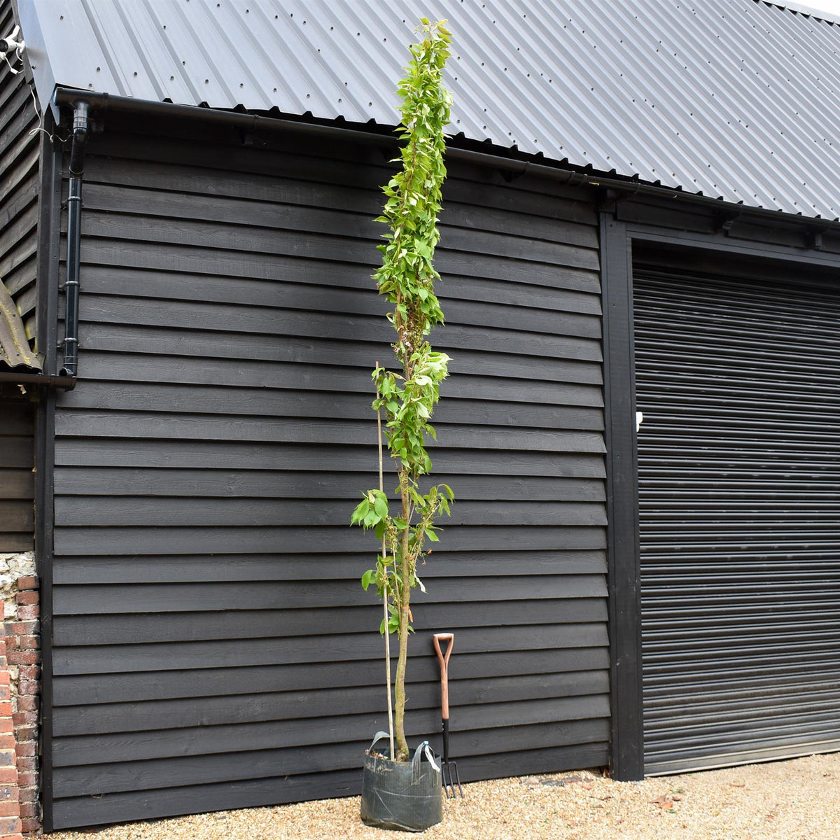 Prunus amanogawa |Flagpole Cherry - Feathered - Height Girth 10-12cm - 45 - 50lt