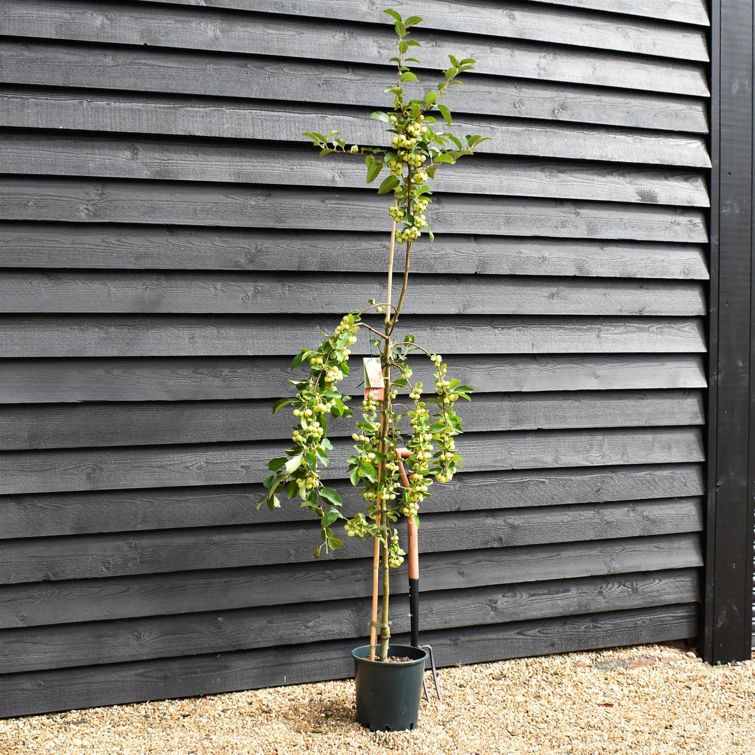 Malus Red Sentinel | Crab apple 'Red Sentinel' - 170-190cm, 10lt