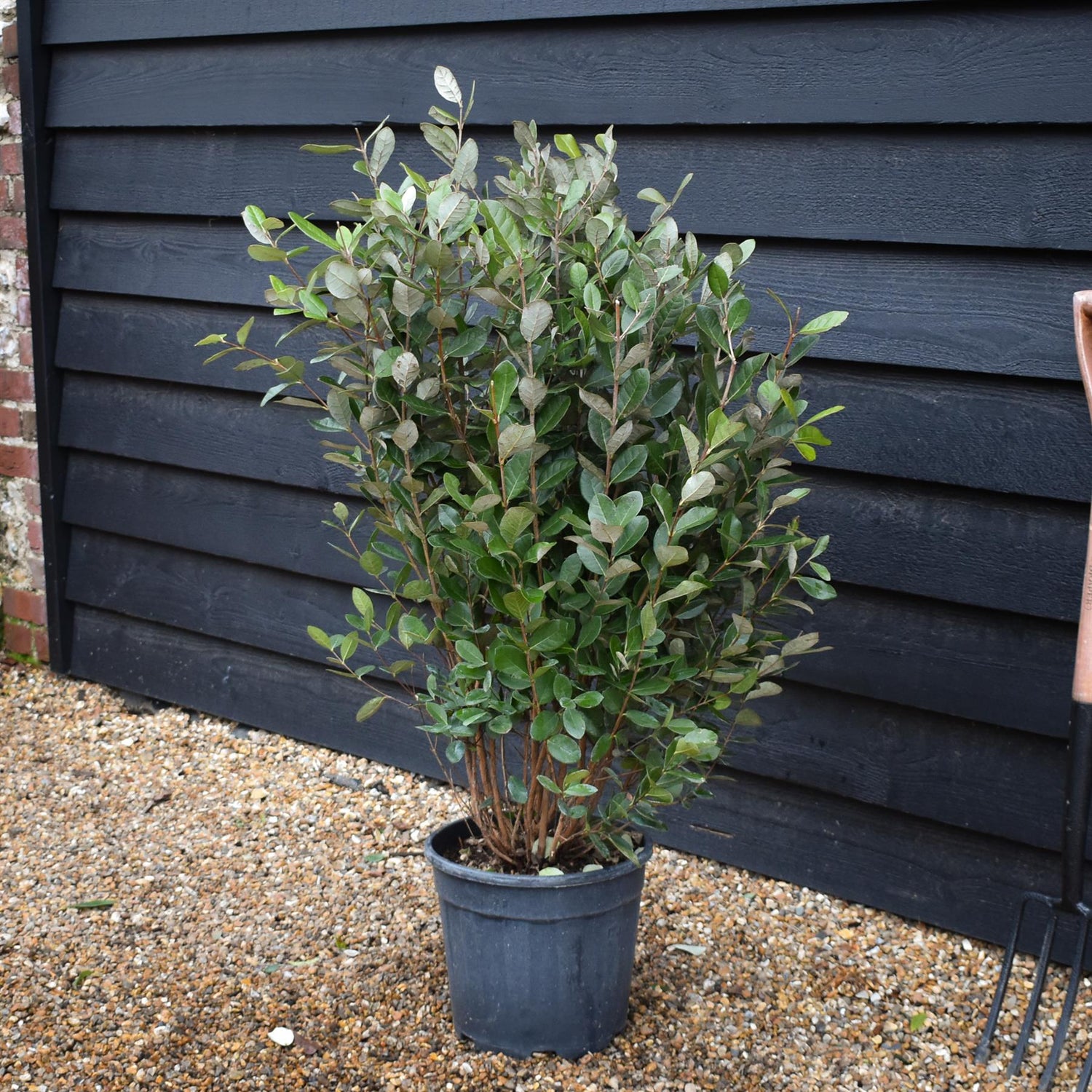 Feijoa (acca) sellowiana - Shrub - Height 90-100cm - 12lt